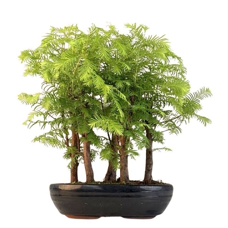 Metasequoia Bonsai Wald 22cm topf MM22 Metasequoia Bonsai Wald 22cm topf MM22