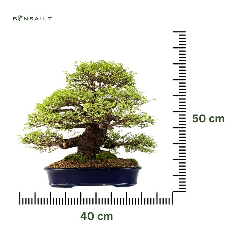 Ulmus parvifolia (Japanische Ulme) Bonsai P40
