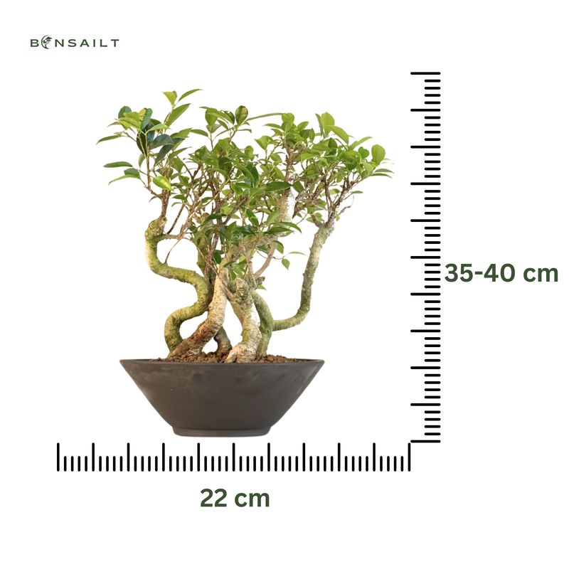 Ficus Bonsai x7 wald P22