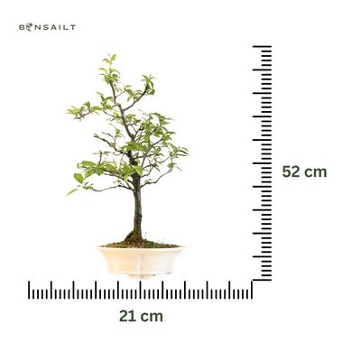 Malus Bonsai (Zierapfel) P21