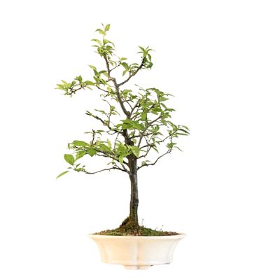 Malus Bonsai (Zierapfel) P21