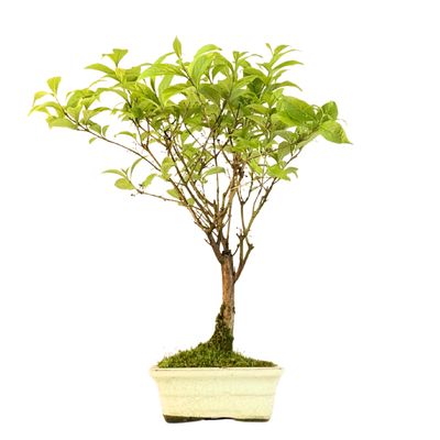 Callicarpa (Schönfrucht) P155