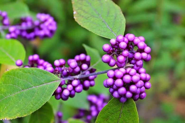 Callicarpa Bonsai (Schönfrucht) P15