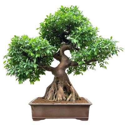 Ficus Bonsai P100 XXL