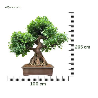 Ficus Bonsai P100 XXL