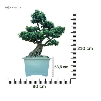 Ficus Bonsai P80 XXL