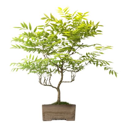 Japanischer Glyzinien-Bonsai - Wisteria Floribunda (P30)