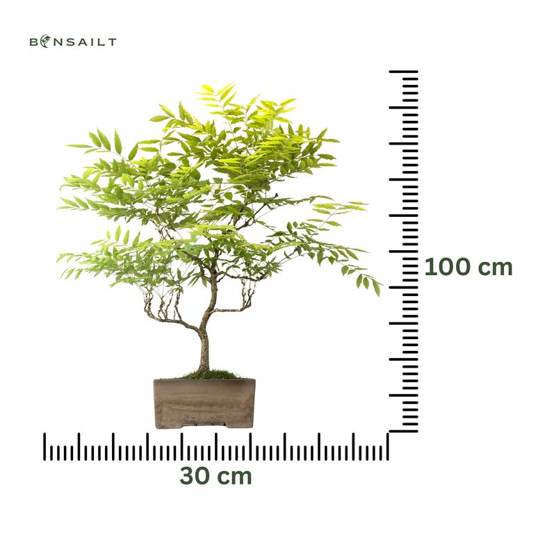 Japanischer Glyzinien-Bonsai - Wisteria Floribunda (P30)