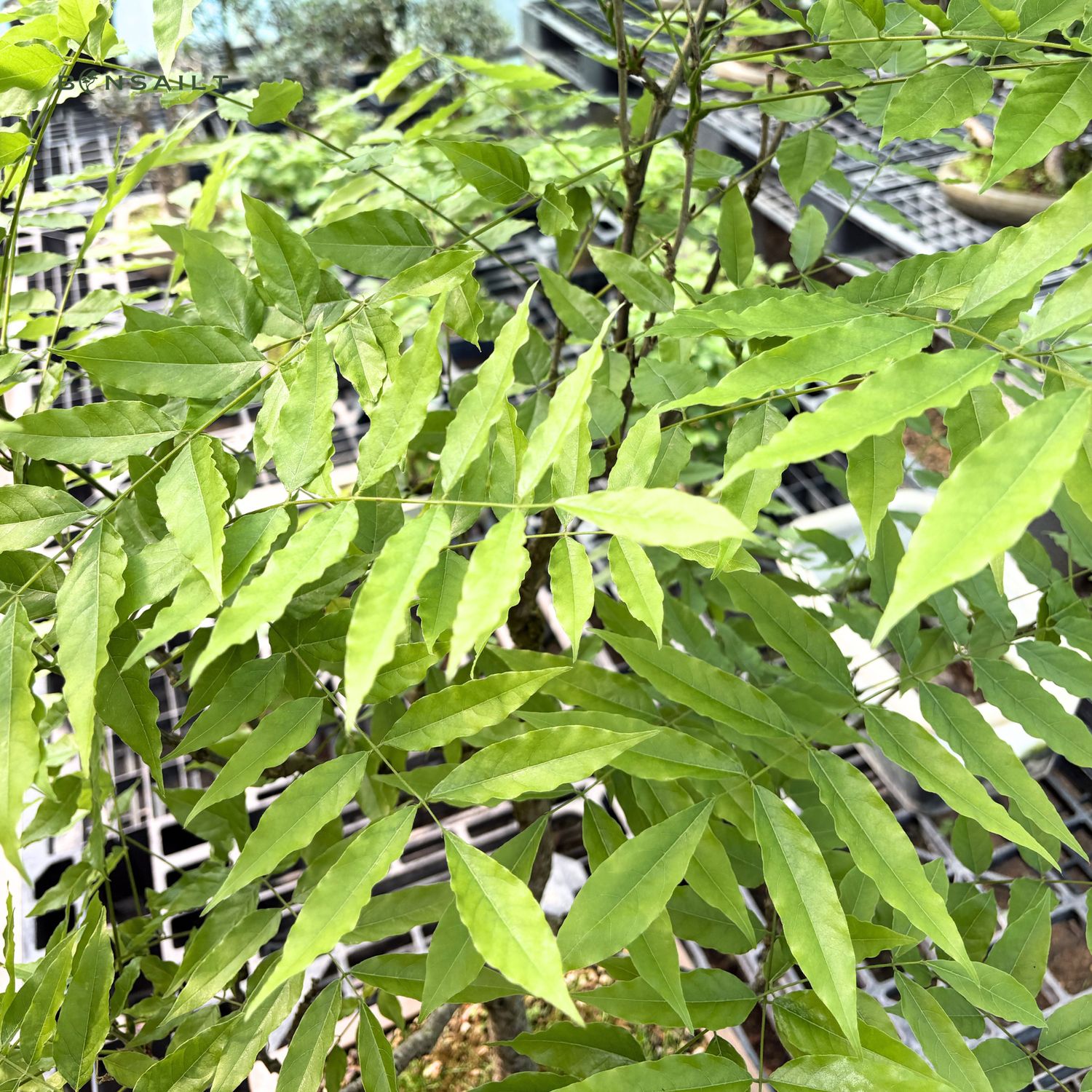 Japanischer Glyzinien-Bonsai - Wisteria Floribunda (P30)
