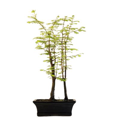 Metasequoia Bonsai x2  20 cm topf