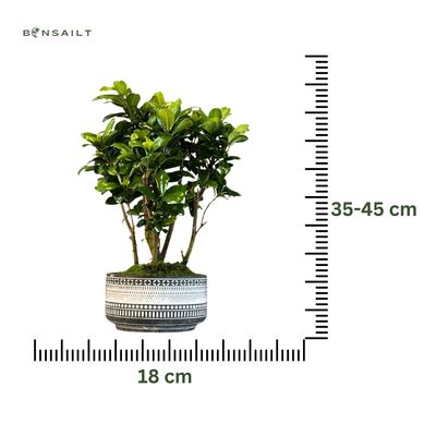 Ficus Bonsai x6 wald P18