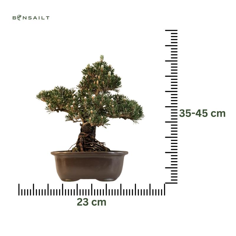 Japanische Schwarzkiefer (Pinus tumbergi) "Kotobuki" P23
