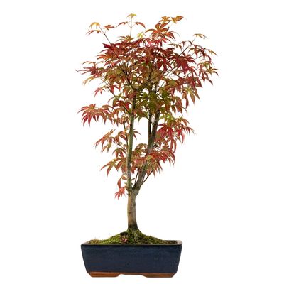 Acer palmatum ,,Atropurpureum'' P25