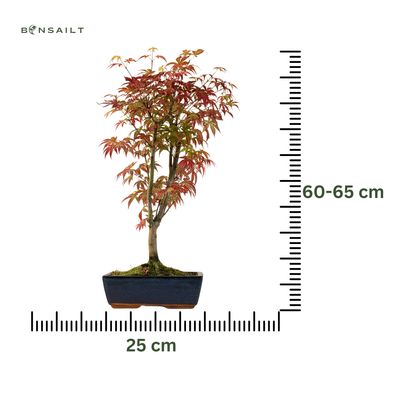 Acer palmatum ,,Atropurpureum'' P25