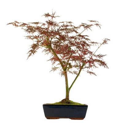 Acer palmatum ,,Emerald Glace'' P25