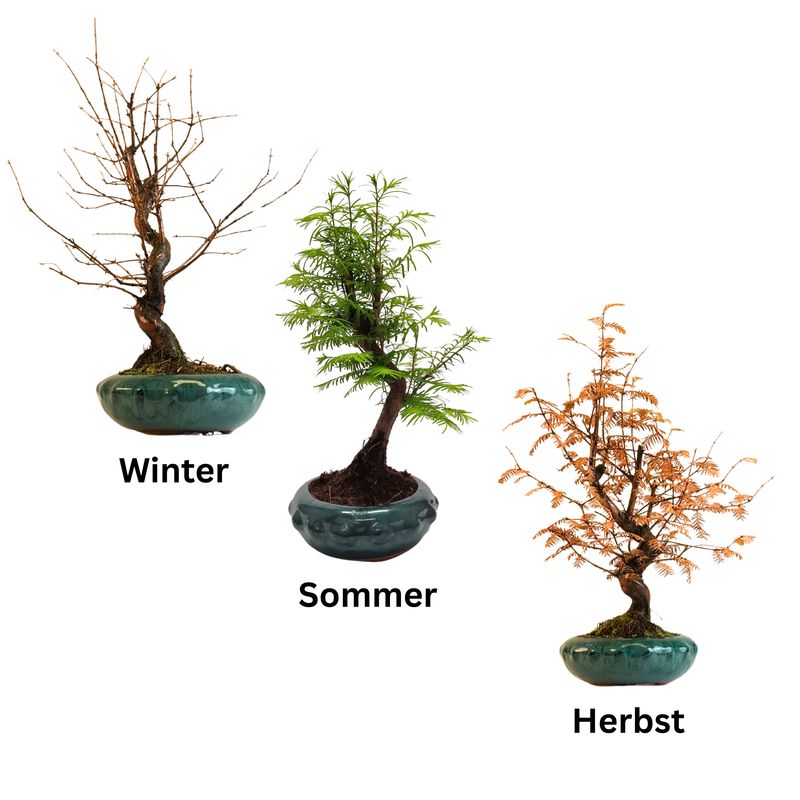 Metasequoia Bonsai 12 cm topf