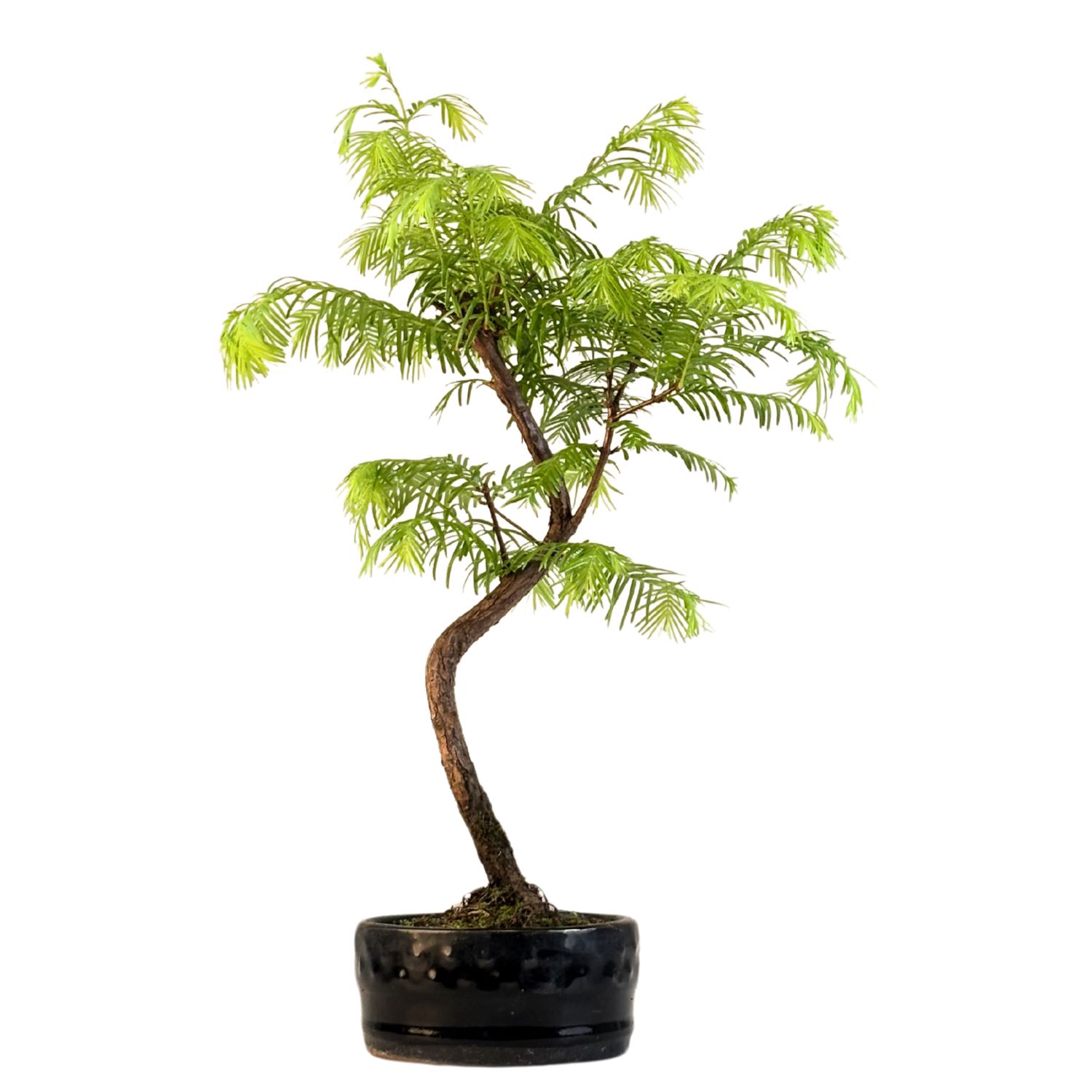 Metasequoia Bonsai 12 cm topf