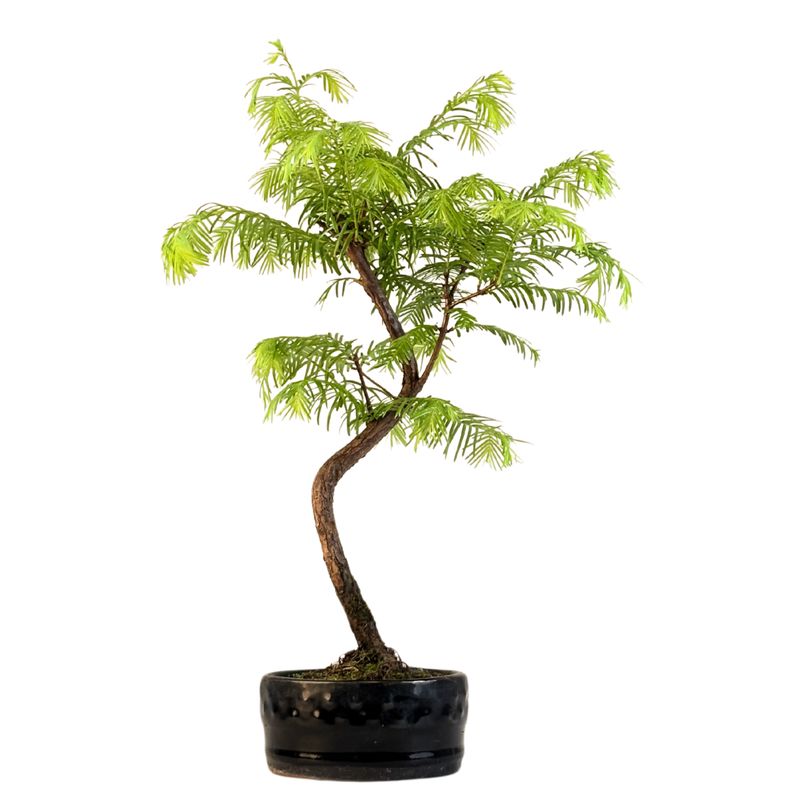 Metasequoia Bonsai 12 cm topf Metasequoia Bonsai 12 cm topf