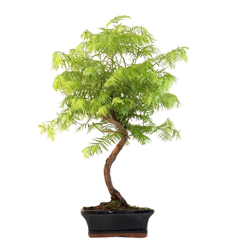 Metasequoia Bonsai P15 Metasequoia Bonsai P15