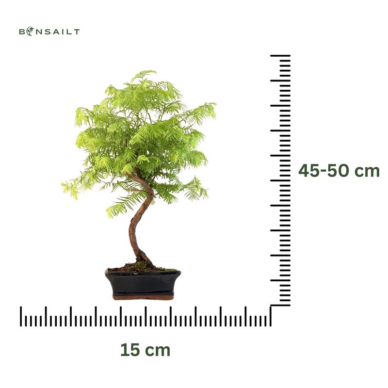 Metasequoia Bonsai P15