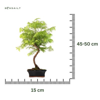 Metasequoia Bonsai  P15