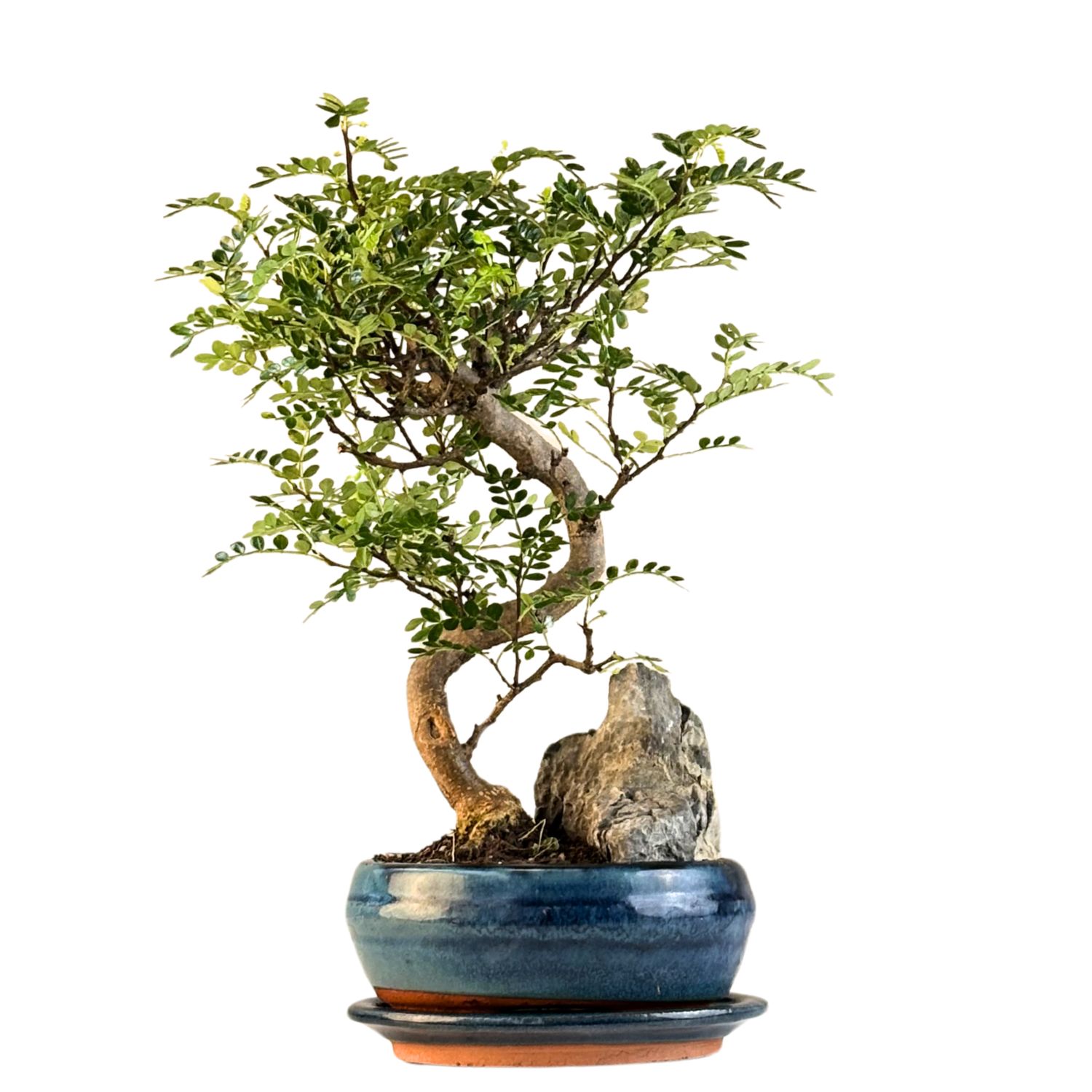 Chinesischer Pfeffer-Bonsai (Xanthoxylum piperitum P15 S) auf einem Stein