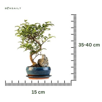 Chinesischer Pfeffer-Bonsai (Xanthoxylum piperitum P15 S) auf einem Stein