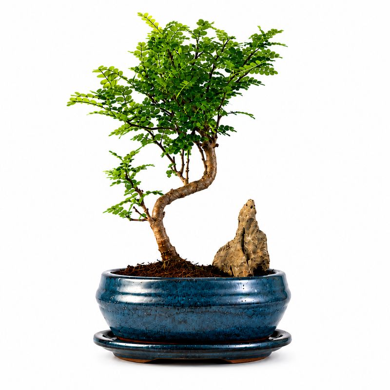 Chinesischer Pfeffer-Bonsai (Xanthoxylum piperitum P15 S) auf einem Stein Chinesischer Pfeffer-Bonsai (Xanthoxylum piperitum P15 S) auf einem Stein