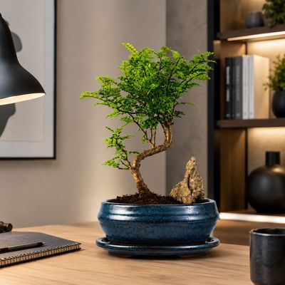 Chinesischer Pfeffer-Bonsai (Xanthoxylum piperitum P15 S) auf einem Stein
