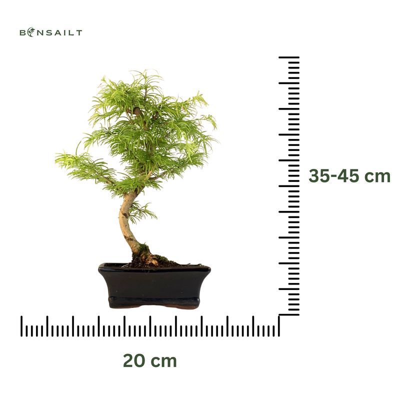 Pseudolarix Bonsai (Gold-Lärche) 20 cm topf
