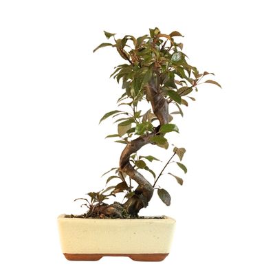 Malus Bonsai (Zierapfel) P20 S