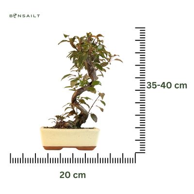 Malus Bonsai (Zierapfel) P20 S