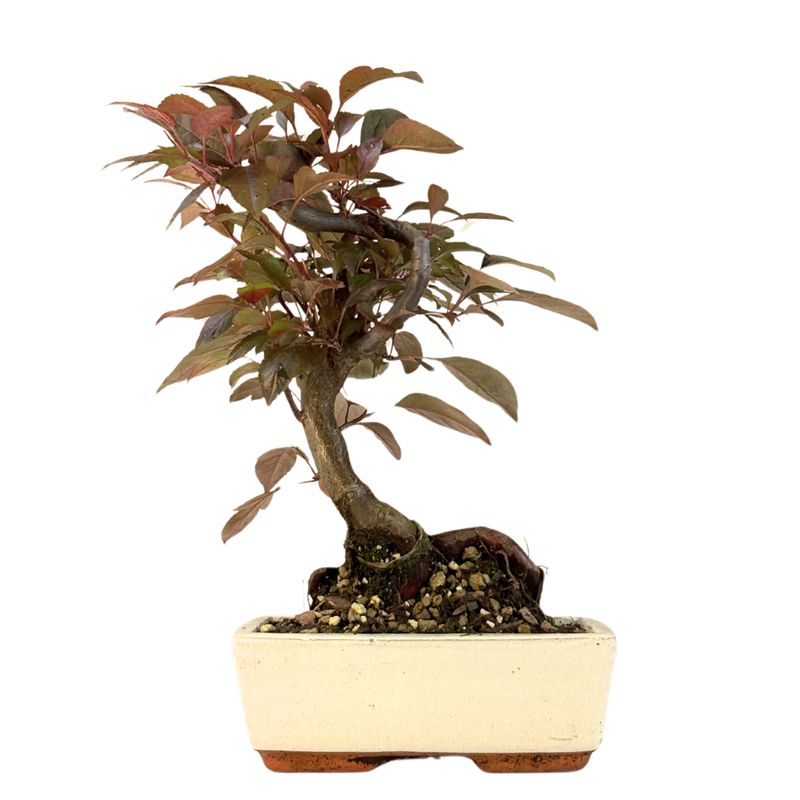 Malus Bonsai (Zierapfel) P20 S Malus Bonsai (Zierapfel) P20 S