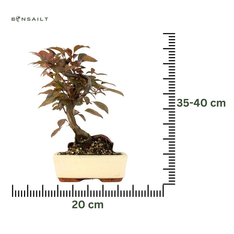 Malus Bonsai (Zierapfel) P20 S