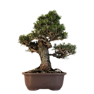 Japanische Schwarzkiefer (Pinus tumbergi) "Kotobuki" P23