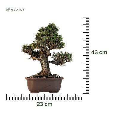 Japanische Schwarzkiefer (Pinus tumbergi) "Kotobuki" P23