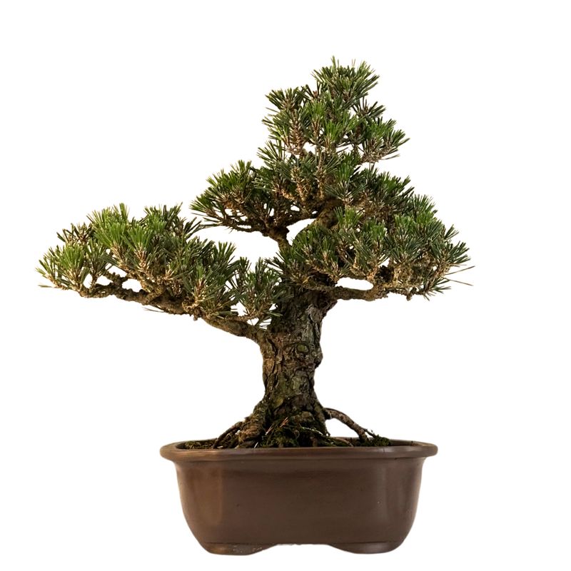 Japanische Schwarzkiefer (Pinus tumbergi) "Kotobuki" P23 Japanische Schwarzkiefer (Pinus tumbergi) "Kotobuki" P23