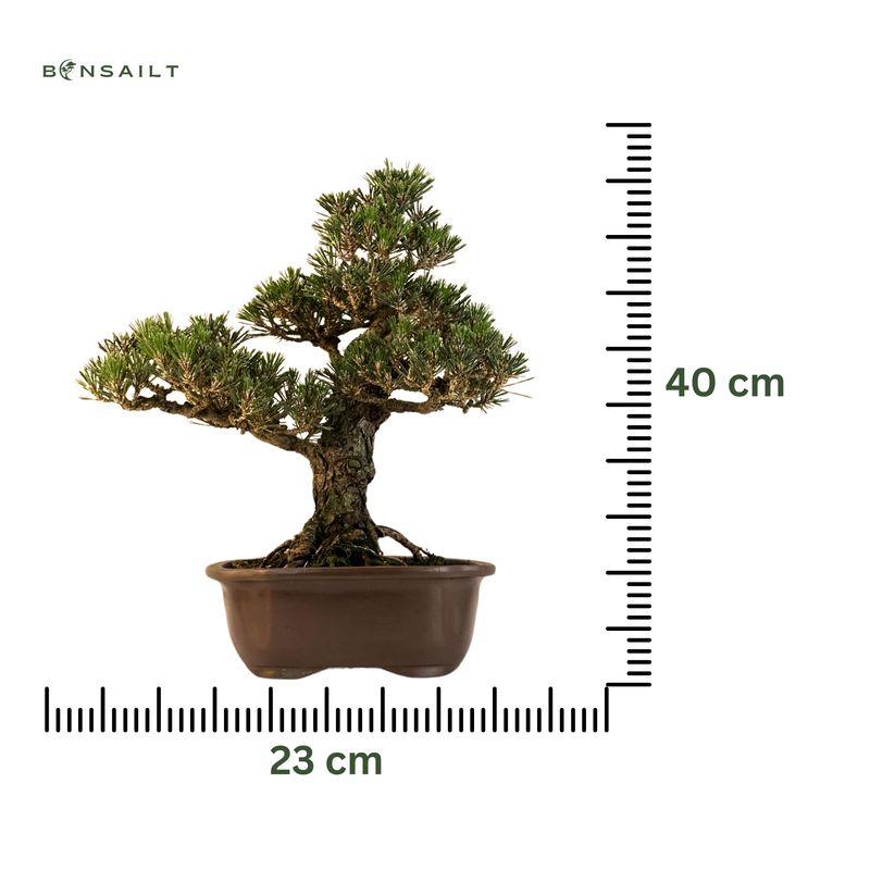 Japanische Schwarzkiefer (Pinus tumbergi) "Kotobuki" P23