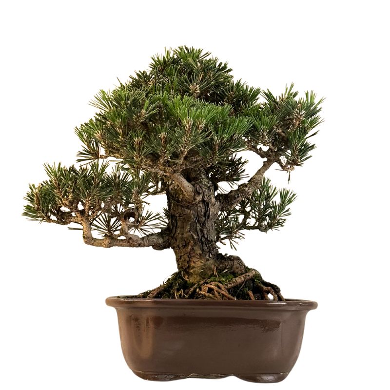 Japanische Schwarzkiefer (Pinus tumbergi) "Kotobuki" P23 Japanische Schwarzkiefer (Pinus tumbergi) "Kotobuki" P23