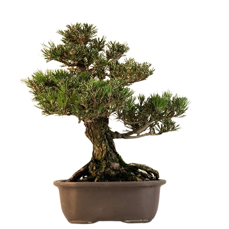 Japanische Schwarzkiefer (Pinus tumbergi) "Kotobuki" P23 Japanische Schwarzkiefer (Pinus tumbergi) "Kotobuki" P23