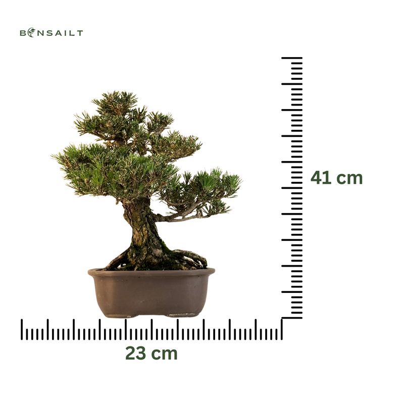 Japanische Schwarzkiefer (Pinus tumbergi) "Kotobuki" P23