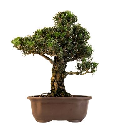 Japanische Schwarzkiefer (Pinus tumbergi) "Kotobuki" P23