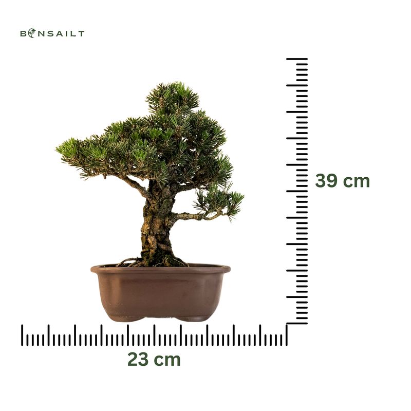 Japanische Schwarzkiefer (Pinus tumbergi) "Kotobuki" P23