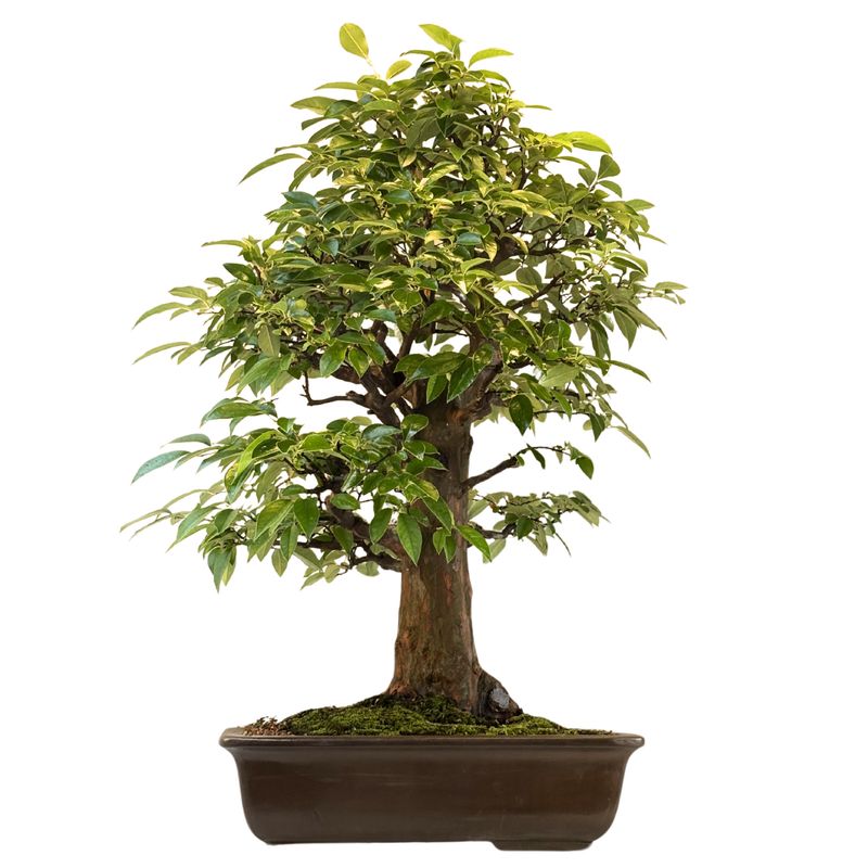 Chin. Quitte bonsai - Pseudocydonia sinensis bonsai baum P48,5