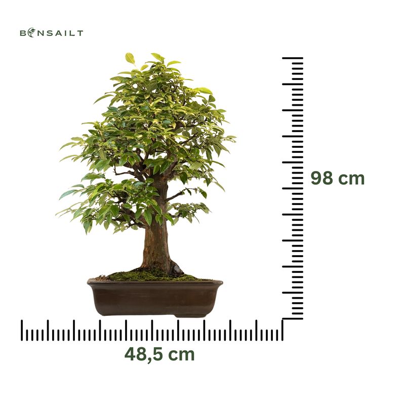 Chin. Quitte bonsai - Pseudocydonia sinensis bonsai baum P48,5