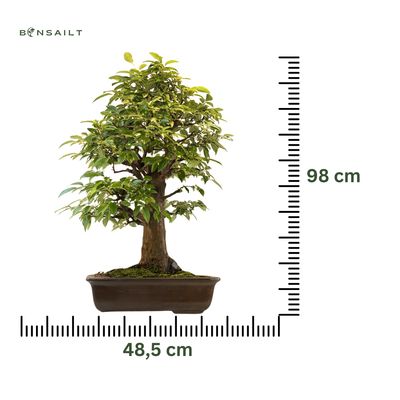 Chin. Quitte bonsai - Pseudocydonia sinensis bonsai baum P48,5