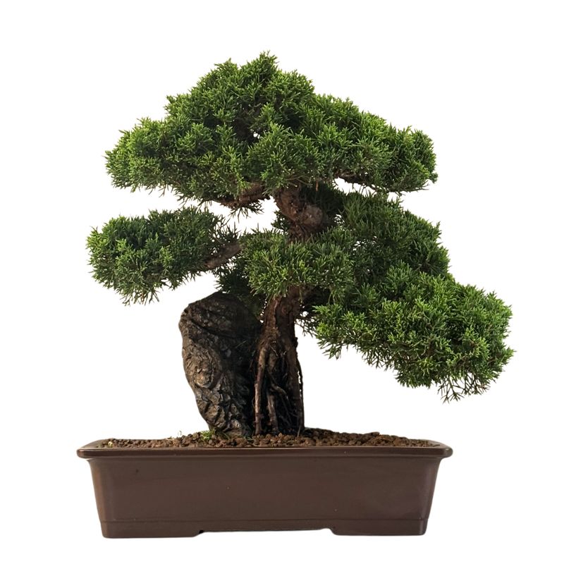 Wacholder-Bonsai auf Stein (Itoigawa-Wacholder) P33 Wacholder-Bonsai auf Stein (Itoigawa-Wacholder) P33
