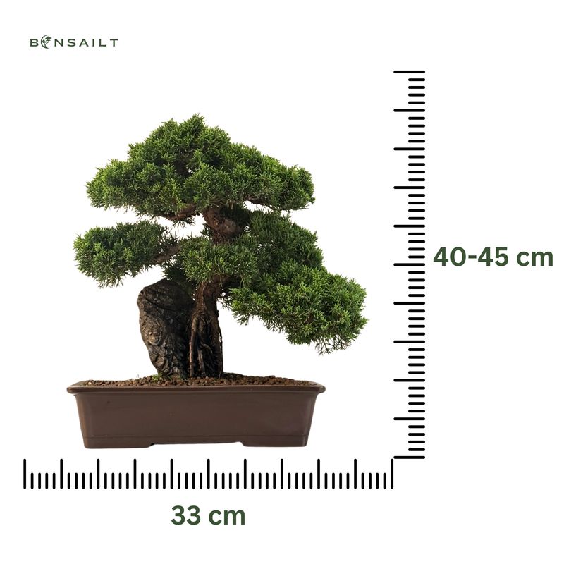 Wacholder-Bonsai auf Stein (Itoigawa-Wacholder) P33
