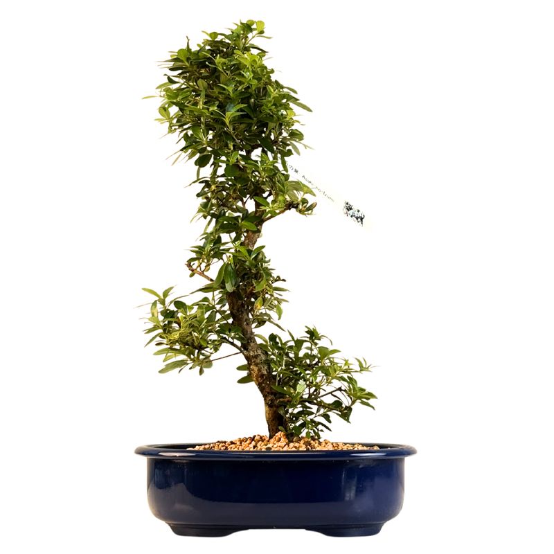 Satsuki Azalee Bonsai P23cm Topf ,,Asahi-no-Izumi''