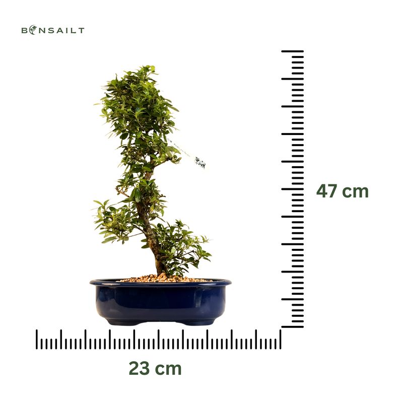 Satsuki Azalee Bonsai P23cm Topf ,,Asahi-no-Izumi''